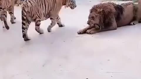 Lion ann tiger so nice video