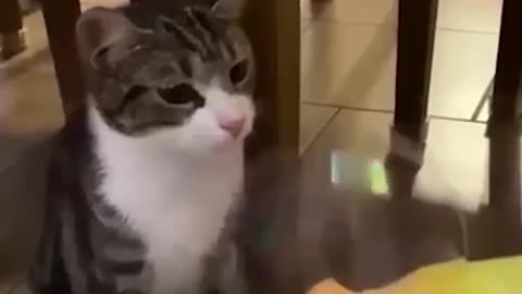 Funny Animal Video