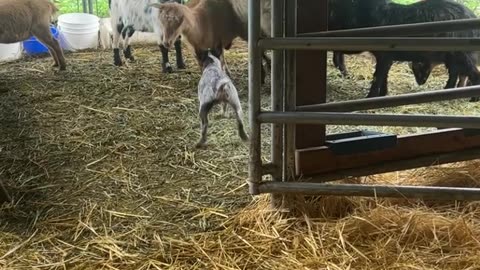 Daisy The Dog Annoys The Sheep