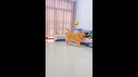 Dog Has No Chill