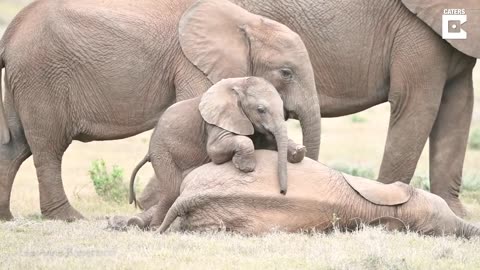 Cheerful Elephant Uses Trunk to Playfully Tickle Adorable Baby