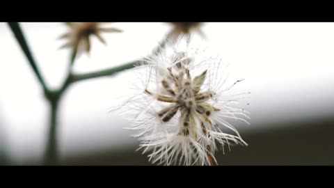 Little Things That Matter | 1 Minute Nature Video