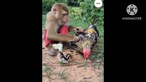 Smart monkey. Care them very beautiful