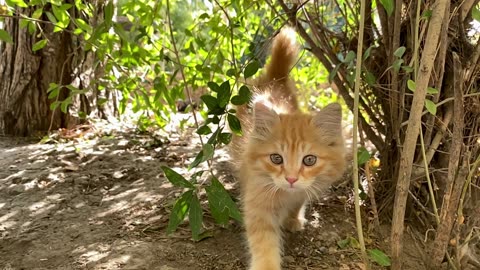 Cat-Kitten-Forest-Nature-Predator ||❤Animals Lover❤||