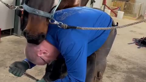 Horse Nibbles Farrier's Head