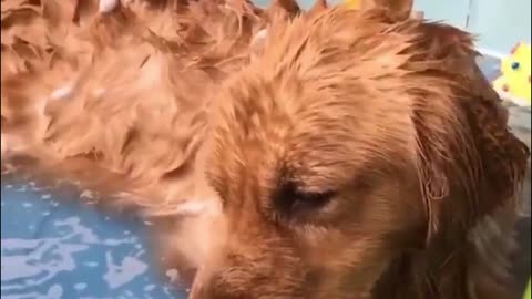 A dog in the bath