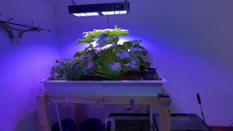 Home Aquaponics Hobby System