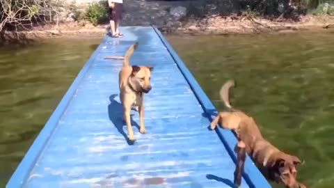 dog funny video