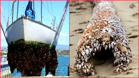 INCREDIBLE AND INGENIOUS Barnacles Removing From Ship.-SATISFYING Barnacles Removing Proces.[3].