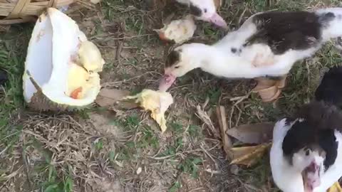 Ducks eating the Asian King of fruit Durian