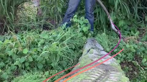 big crocodile caught on camera