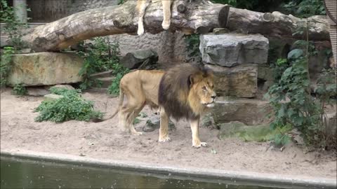 Dierentuin Artis Amsterdam