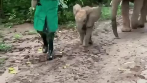 cute elephant 🐘 baby #cuteanimals #funnyanimals