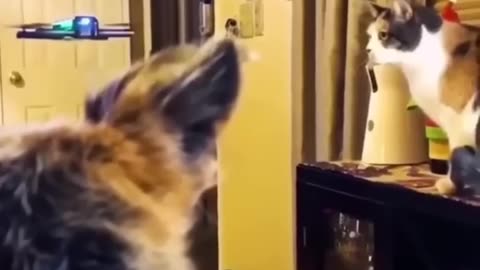 Funniest cats🐱In The World😂 Funny and Fails Pets Video #shorts #46 #cats #funny #animals