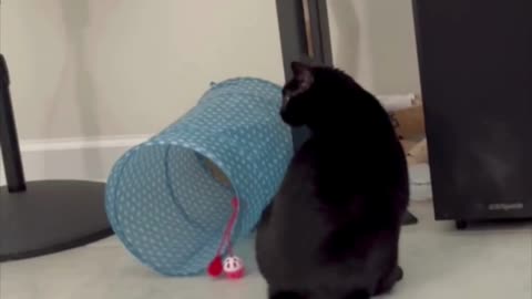 Adopting a Cat from a Shelter Vlog - Cute Precious Piper Engages in Forbidden Behavior #shorts