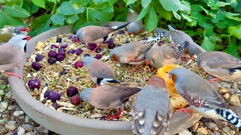 Fantastic Tropical Aviary Birds - Finches and Softbills - and wonderful Bird Sounds and Singing