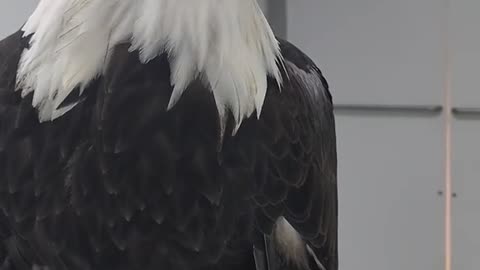 Bald eagle