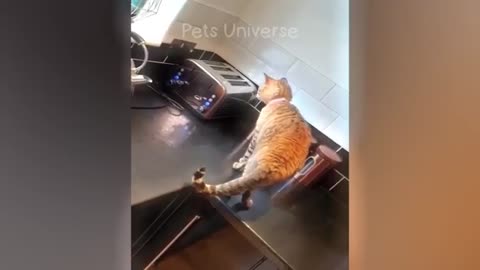 Funny cat and dog moment