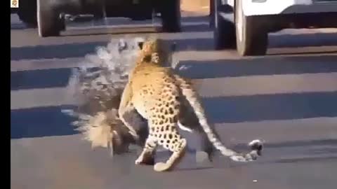 Leopard and cobra vs porcupines