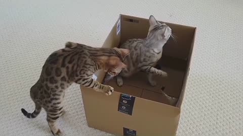 Bengal Kittens Vs Box