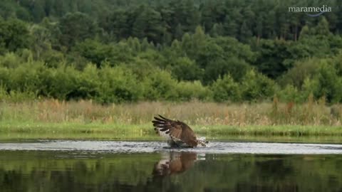 An osprey fishing in spectacular super slow motion