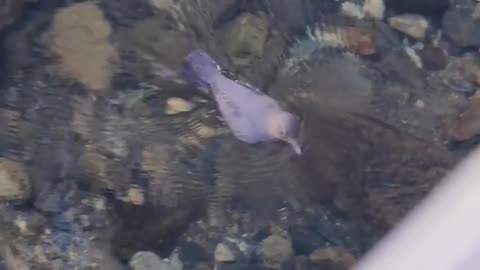 American Dipper swimming upstream here in Sitka, Alaska!