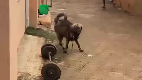 My dogs barking at my visitor-trying to protect me