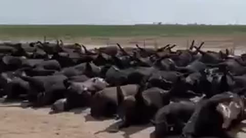 3000 CATTLE FALL OVER DEAD IN KANSAS IN AN HOUR. 10,000 DEAD IN THE LAST WEEK, 5G ?