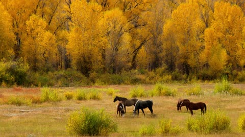 10 MINUTES of BEAUTIFUL FALL HORSES | BEST Relax Music, Meditation, Stress Relief, Calm | TVM