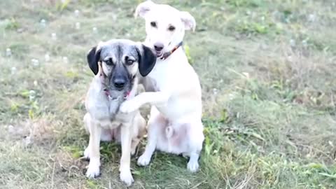 doggy best friends hug each other - doggy best friends hug each other