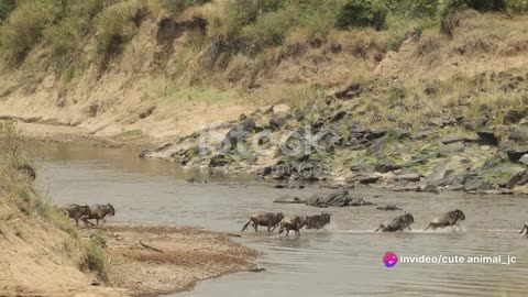 Wildlife Spectacles: Unforgettable Moments in the Animal Kingdom