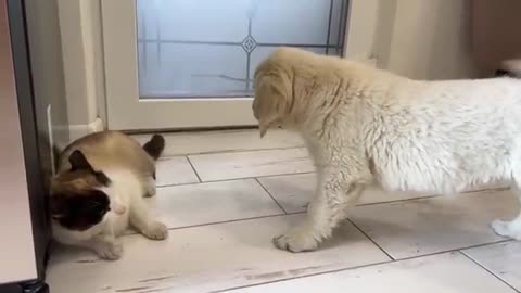 Golden Retriever Puppy Confused by New Cat