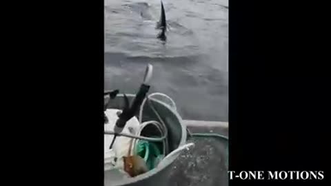 Sea lion jumps onto boat to escape killer whales attack