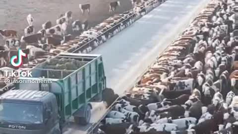 World big cow farm in China