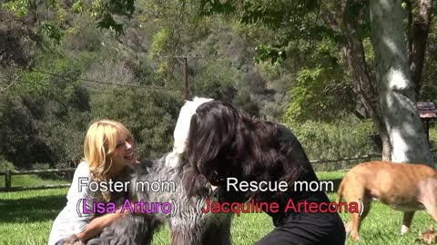 Rescuing an Old English Sheepdog near the railroad tracks. Please share.