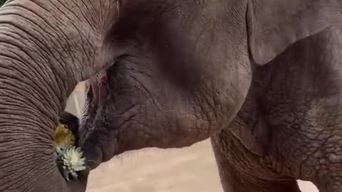 Elephant Eating