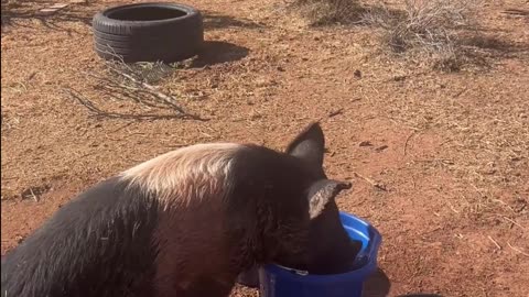 Petunia the Pig Takes on the Water: A H5 Ranch Adventure 🌊🐖