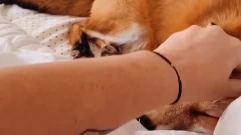 Cute Fox is happy to see his owner 🦊 viral 2021