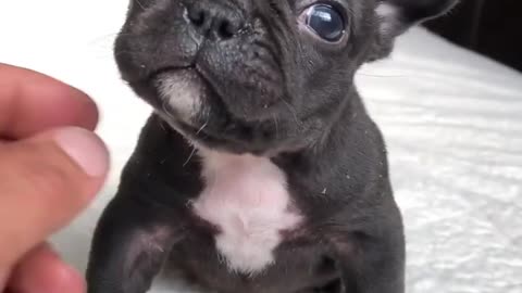 a little cute puppy barking.