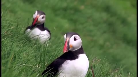 Puffin birds the little monk from the arctic !!