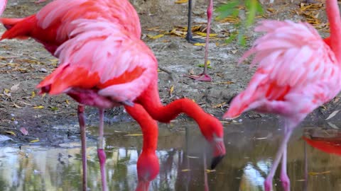 Very nice view :flamingo bird beak