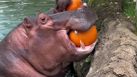 Hungry Hippos Enjoy Pumpkin Treats || ViralHog....🇺🇲😯