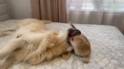 Cute Golden Retriever Attacked by a Funny Puppy