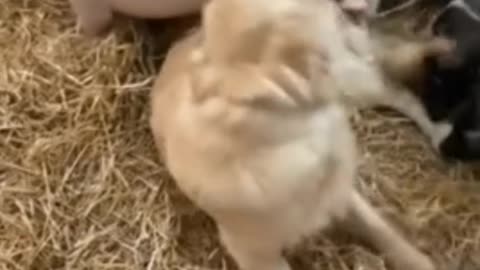 🐕Friendly pup shares playful bond with farm pigs