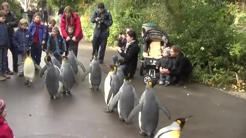 Penguin Walk - Zoo Basel