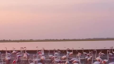 Birds in Beach at evening.