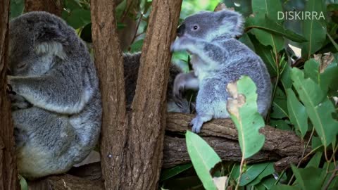 Cute Baby Koala Becoming Independent