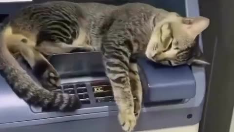 The cat guarding the ATM banking