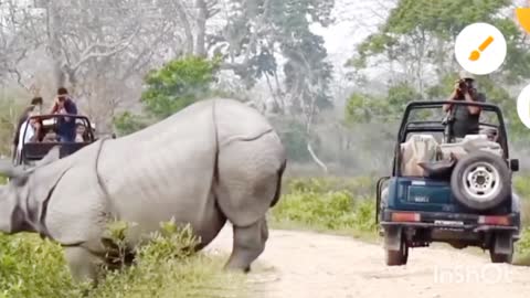 One horned Rhino Kajiranga National Park, Assam, India