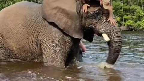 Bubbles an amazing African elephant and wow can she jiggle